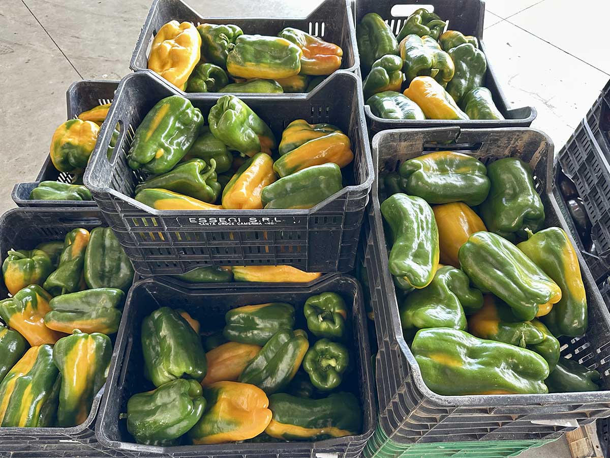 Peperone giallo, origine Sicilia, 2/2,20 euro al chilo